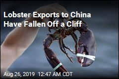 Tariffs Pinch US Lobster Exports