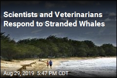 Scientists and Veterinarians Respond to Stranded Whales