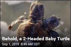 Group Finds 2-Headed Baby Turtle