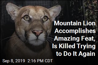 Mountain Lion Accomplishes Amazing Feat, Is Killed Trying to Do It Again
