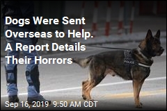 Bomb-Sniffing Dogs Sent to Mideast &#39;Lost the Will to Work&#39;