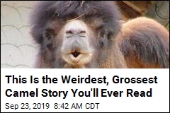 This Is the Weirdest, Grossest Camel Story You&#39;ll Ever Read
