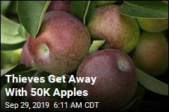 Thieves Swipe 50K Apples