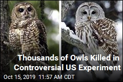 Thousands of Owls Killed in Controversial US Experiment