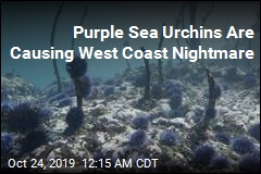 Sea Urchins Have Destroyed 90% of Calif.&#39;s Kelp Forests