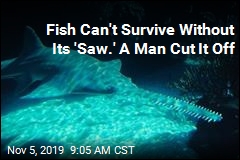 He Took the Fish&#39;s &#39;Saw&#39; Off, Now Faces Jail Time