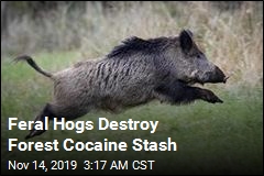 Feral Hogs Find Cocaine Stash