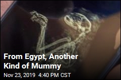 Egypt Unveils Another Kind of Mummy