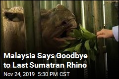 Malaysia Says Goodbye to Last Sumatran Rhino