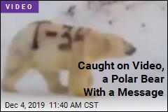 Caught on Video, a Polar Bear With a Message