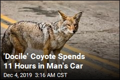 He Thought He Had Saved a Dog. It Was a Coyote