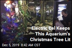 Aquarium&#39;s Christmas Tree Gets Its Juice From Surprise Provider