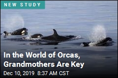 In the World of Orcas, Grandmothers Are Key