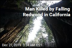 Hiker Killed by Falling Redwood
