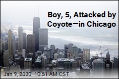 Boy, 5, Attacked by Coyote&mdash;in Chicago