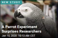 Study Finds Surprising Trait of Parrots: Kindness