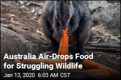Operation Rock Wallaby Drops Food for Aussie Wildlife