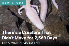 There&#39;s a Creature That Didn&#39;t Move for 2,569 Days