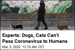 Experts: Dogs, Cats Can&#39;t Pass Coronavirus to Humans