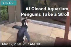 At Closed Aquarium, Penguins Take a Stroll