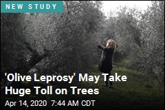 Tree &#39;Leprosy&#39; Is Coming for Your Olive Oil