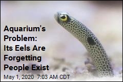 Aquarium&#39;s Problem: Its Eels Are Forgetting People Exist
