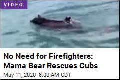 No Need for Firefighters: Mama Bear Rescues Cubs