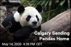 Calgary Sending Pandas Home