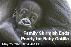 Zoo&#39;s Baby Gorilla Badly Hurt in Family Tussle