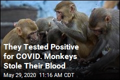 Monkey &#39;Troop&#39; Attacks, Swipes Virus Blood Samples