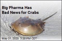 Big Pharma Has Bad News for Crabs