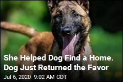 Who&#39;s a Good Dog? This Tennessee Hero