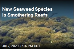 New &#39;Tumbleweed&#39; Algae Is Smothering Hawaii Reefs