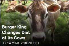 Burger King Gives Cows a Diet That&#39;s Less Gaseous