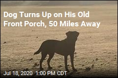 &#39;It&#39;s a Mystery&#39;: Dog Treks 50 Miles on &#39;Scary&#39; Trip