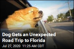 Dog Gets an Unexpected Road Trip to Florida