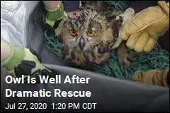 Owl Is Well After Dramatic Rescue