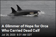 Orca Who Carried Dead Calf Is Pregnant