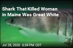 Shark That Killed Woman in Maine Was Great White