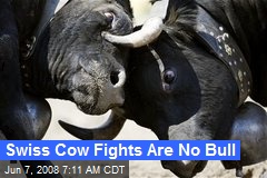 Swiss Cow Fights Are No Bull
