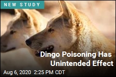 Dingo Poisoning Has Unintended Effect