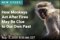 Monkeys&#39; Behavior With Fire May Be a Peek Into Our Past