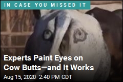 Cows With &#39;Butt Eyes&#39; Ward Off Deadly Attacks
