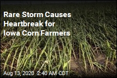 Derecho Wrecks Hopes of a Record Corn Crop