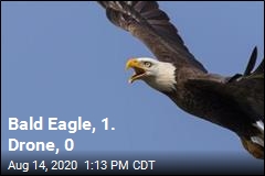 Bald Eagle, 1. Drone, 0