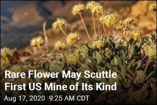 Desert Wildflower May Scuttle a Mine for Green Technology