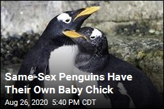 Same-Sex Penguins Have Their Own Baby Chick