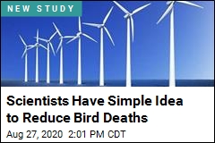 Low-Tech Fix Could Reduce Bird Deaths at Wind Farms