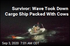 Survivor: Wave Took Down Cargo Ship Packed With Cows