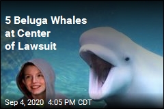 Group Sues US Over Importing Beluga Whales